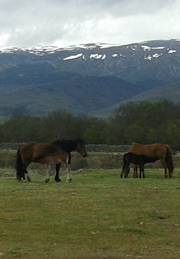 caballos